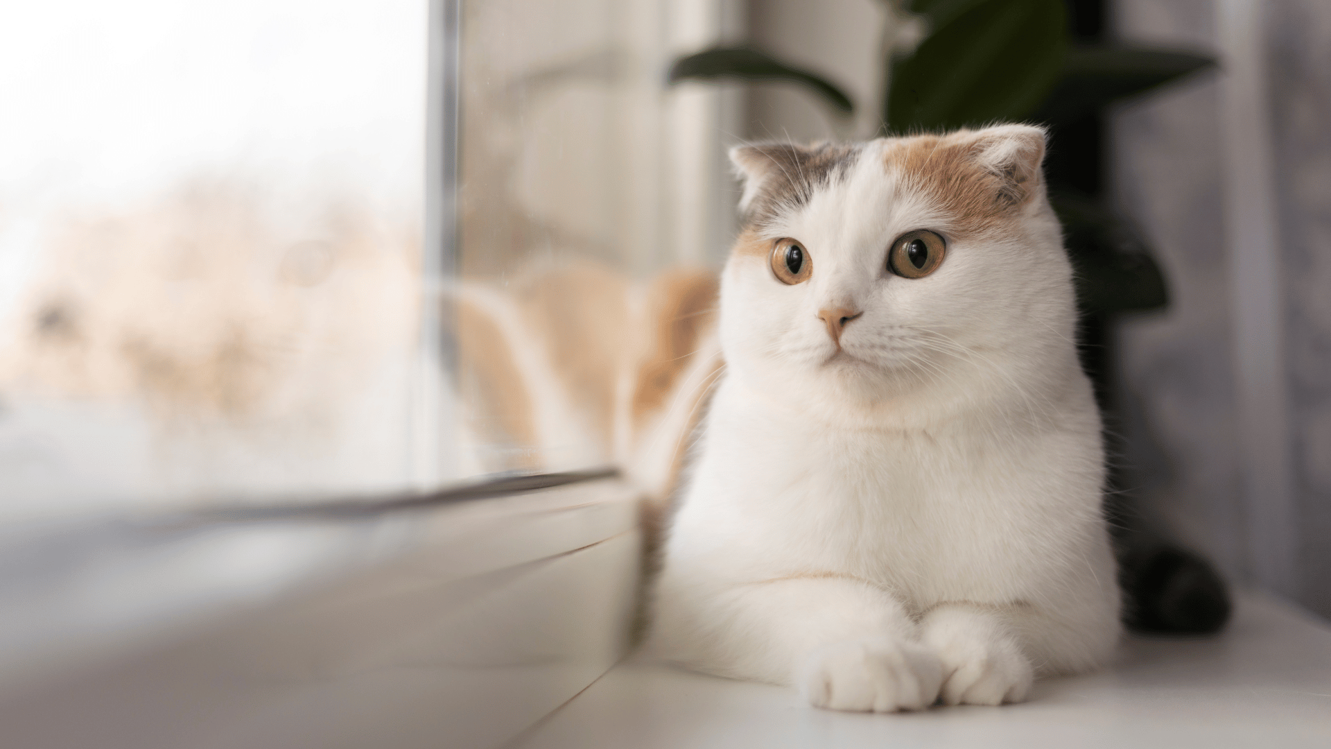 Patient Information Form Cat Care Of Vinings