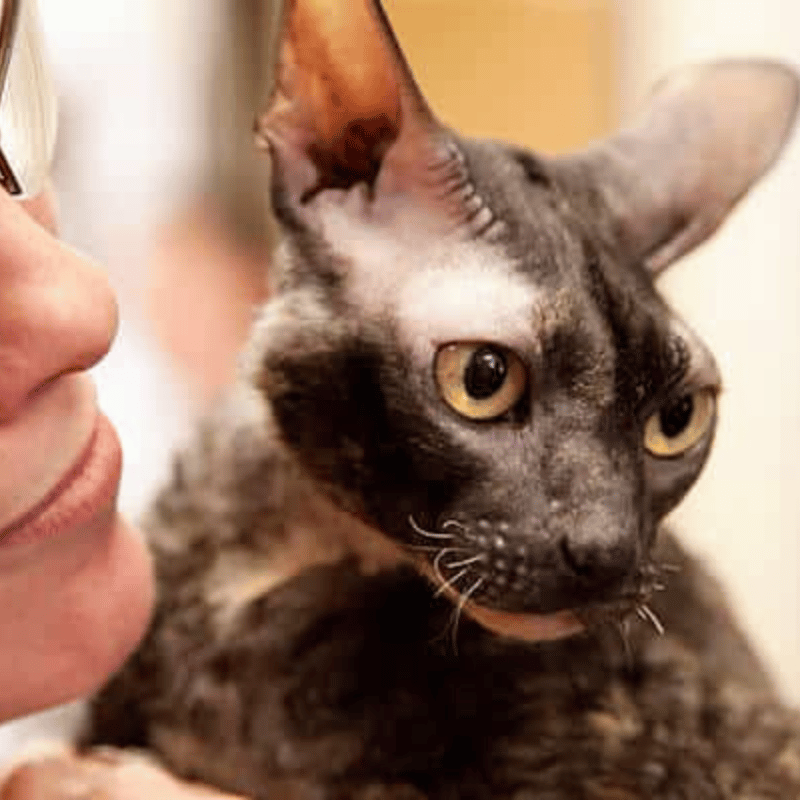 a cat with a person's face