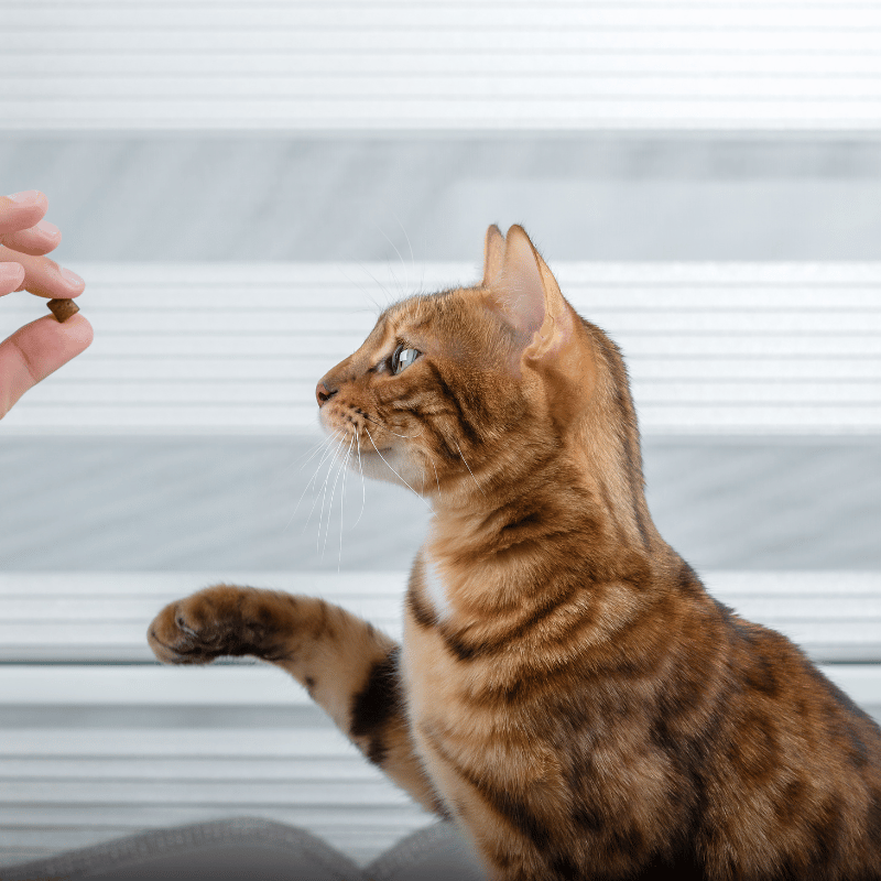 a cat looking at a hand holding a food