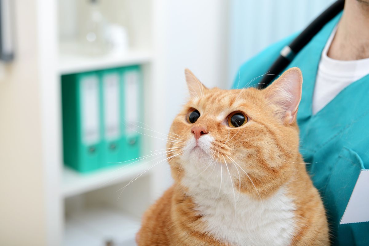 a cat looking up at a doctor