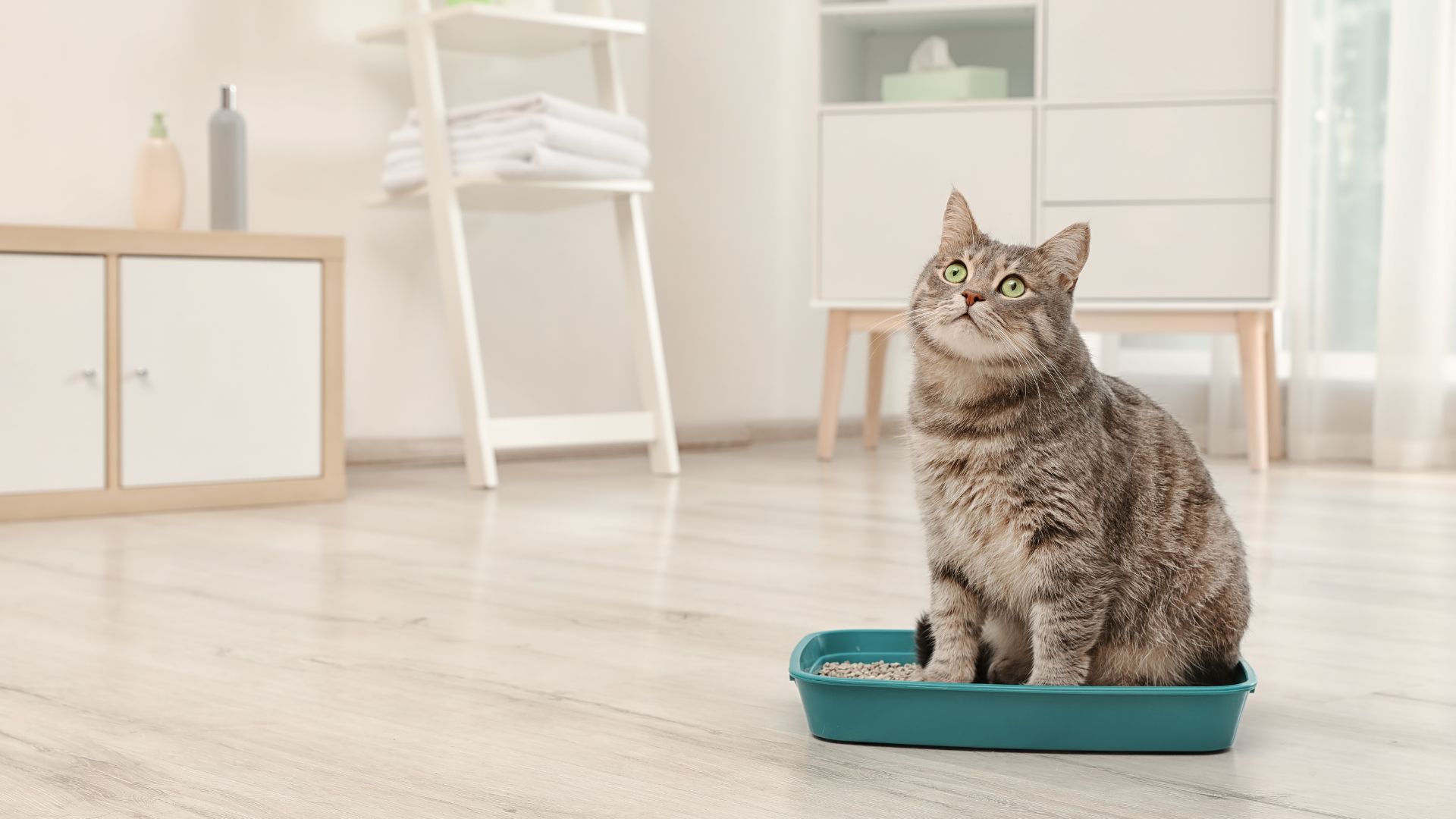 Cat Care of Vinings
