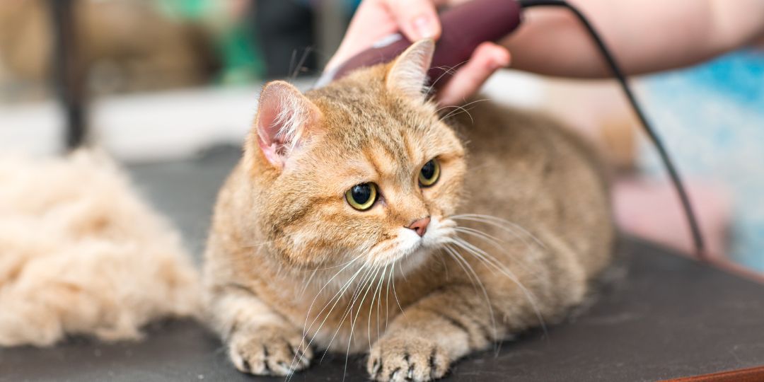 a vet doing cat grooming