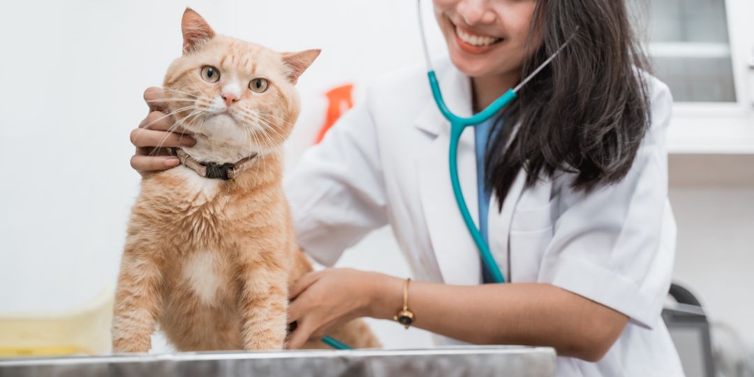a vet examine cat