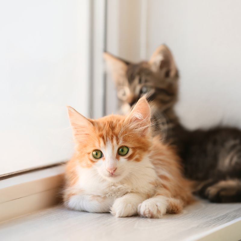 two cats sitting on a window sill