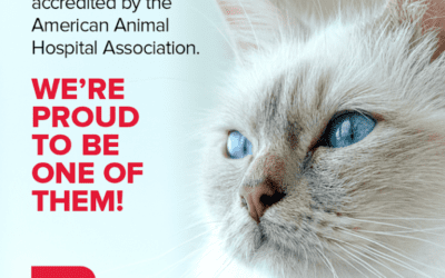 What It Means to Be AAHA Accredited (and Fear Free and Cat Friendly, Too!)