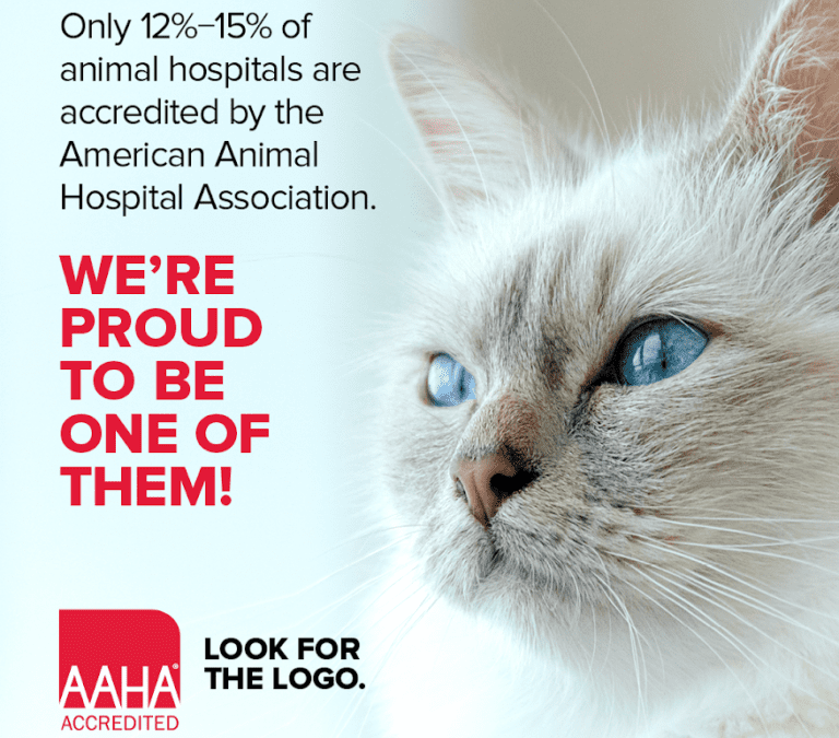 AAHA graphic with a cat with blue eyes