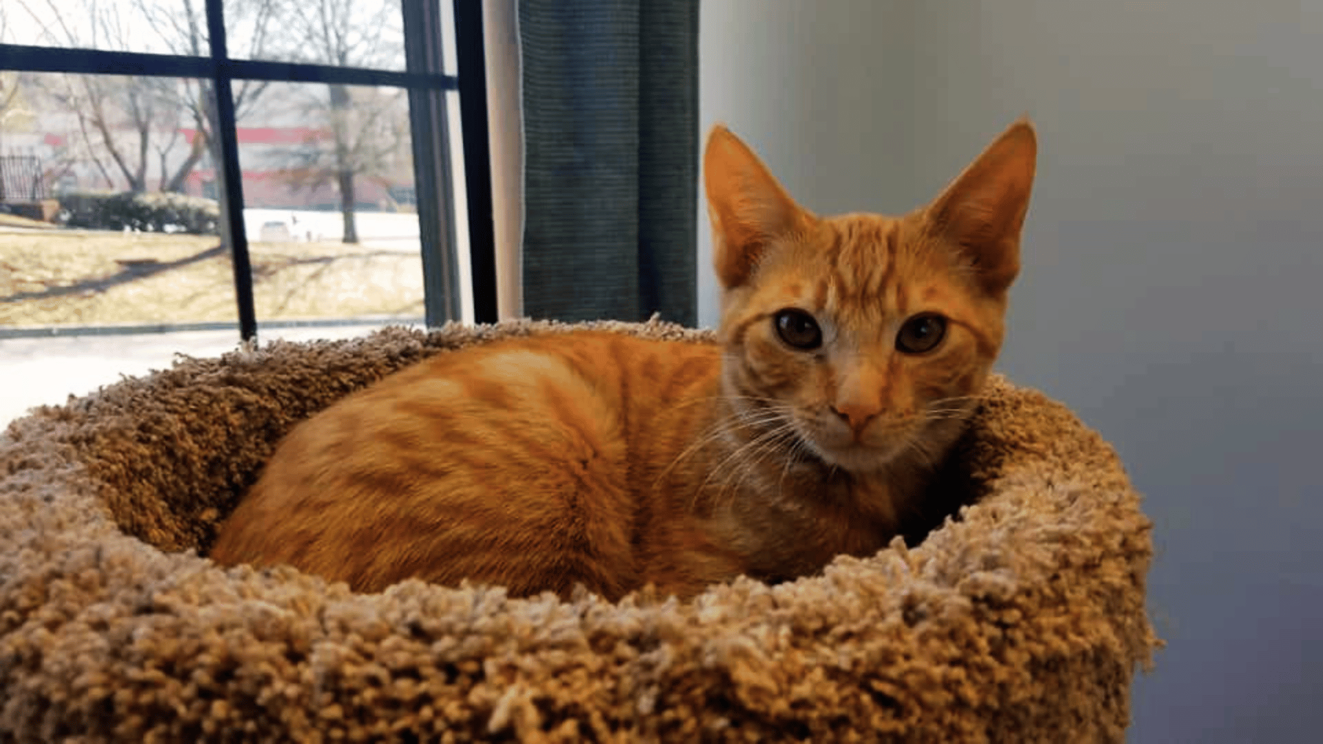 Boarding Form Cat Care Of Vinings