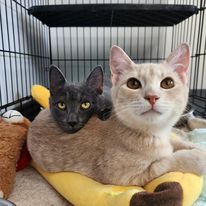 two cats in a cage
