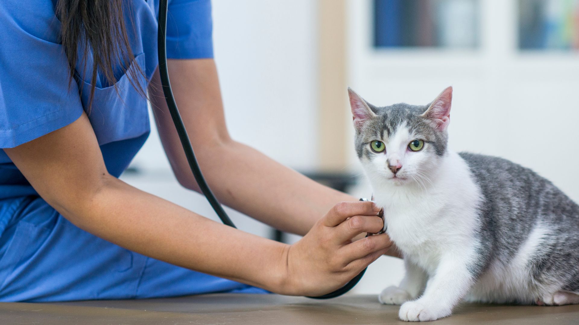 Atlanta, GA 30339 Veterinary Services Cat Care Of Vinings