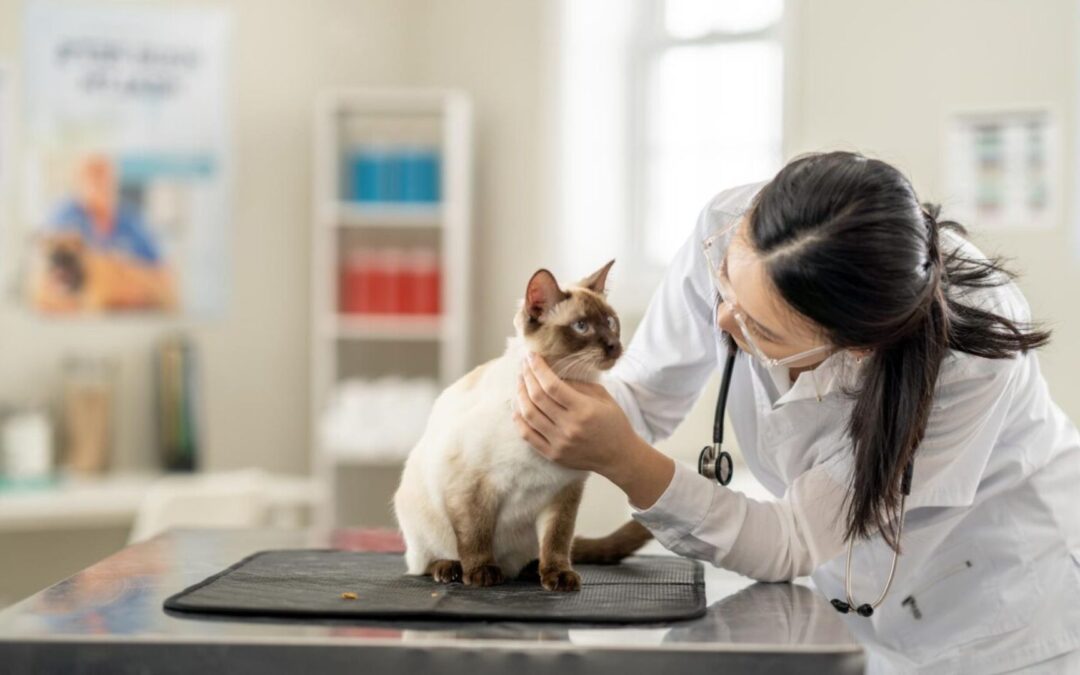 veterinarian with stethoscope holding a cat