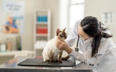 Top 3 Ways To Keep Your Cat Healthy (National Cat Health Month)