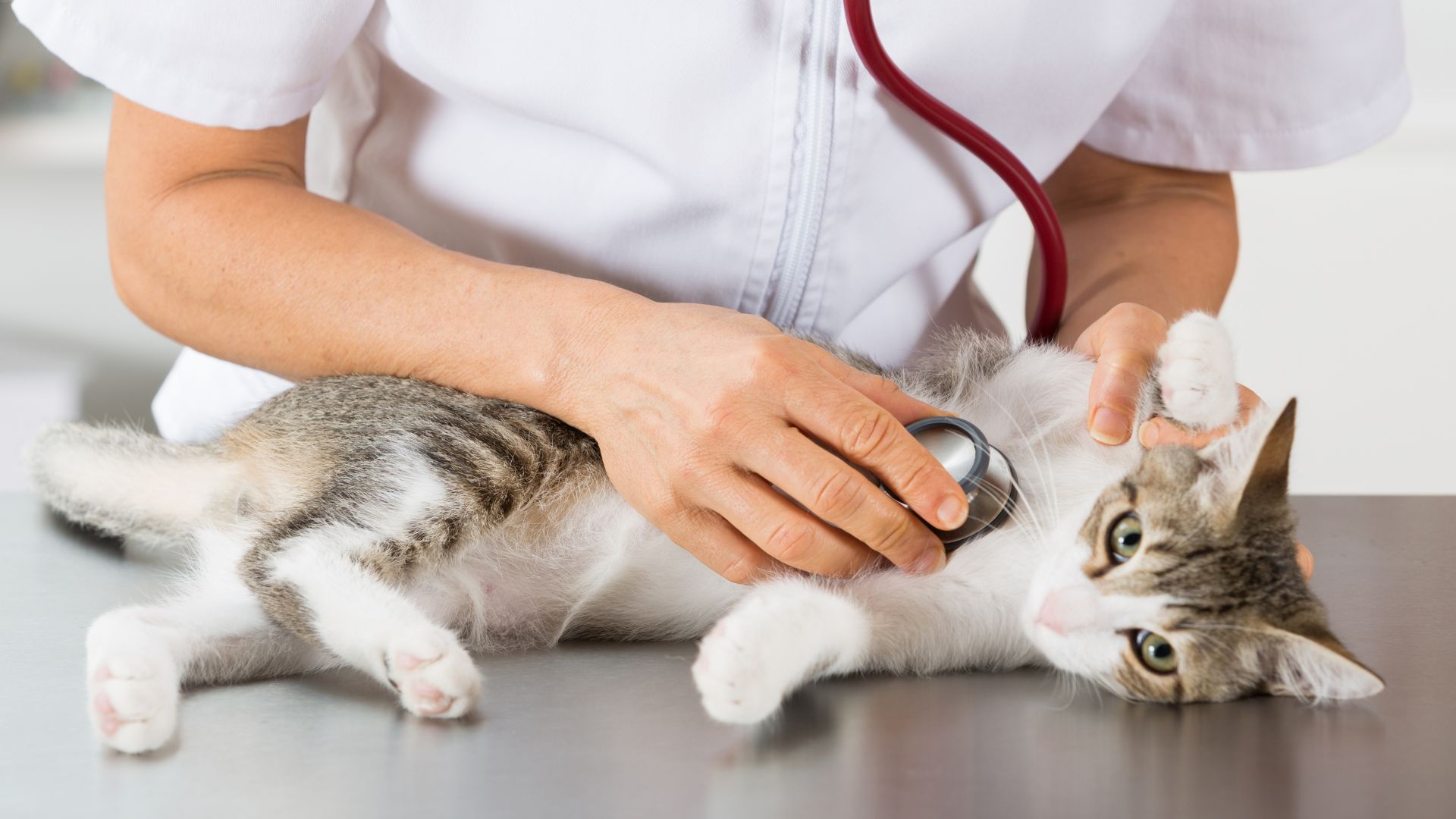 Cat Cardiology In Atlanta, GA Cat Care Of Vinings