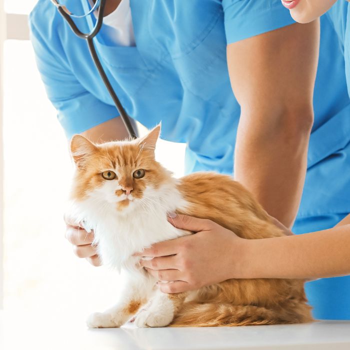 two vet in blue scrubs holding a cat