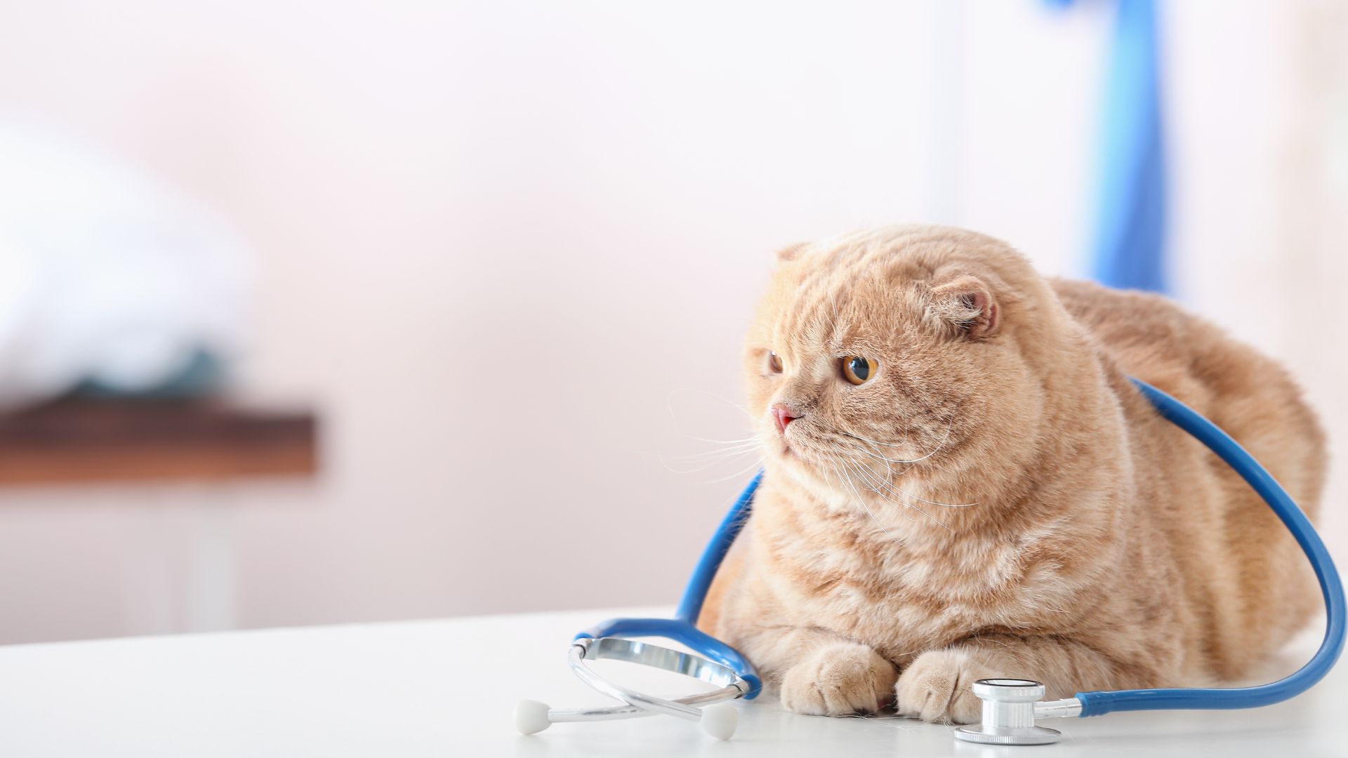 Cat Bladder Stone Removal In Atlanta, GA Cat Care Vinings