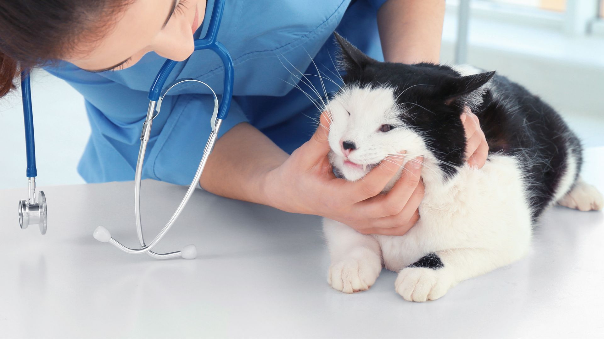 Cat Dental Extractions In Atlanta, Ga Cat Care Of Vinings