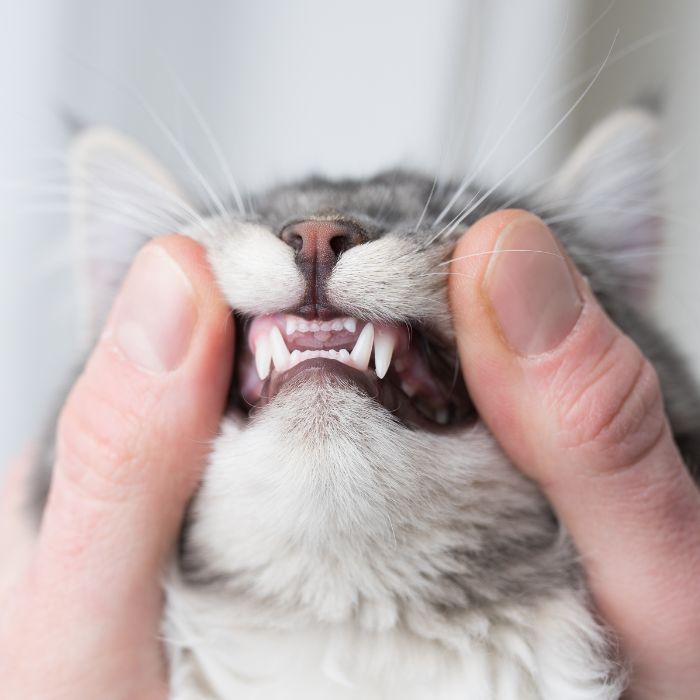 a person holding a cat's face