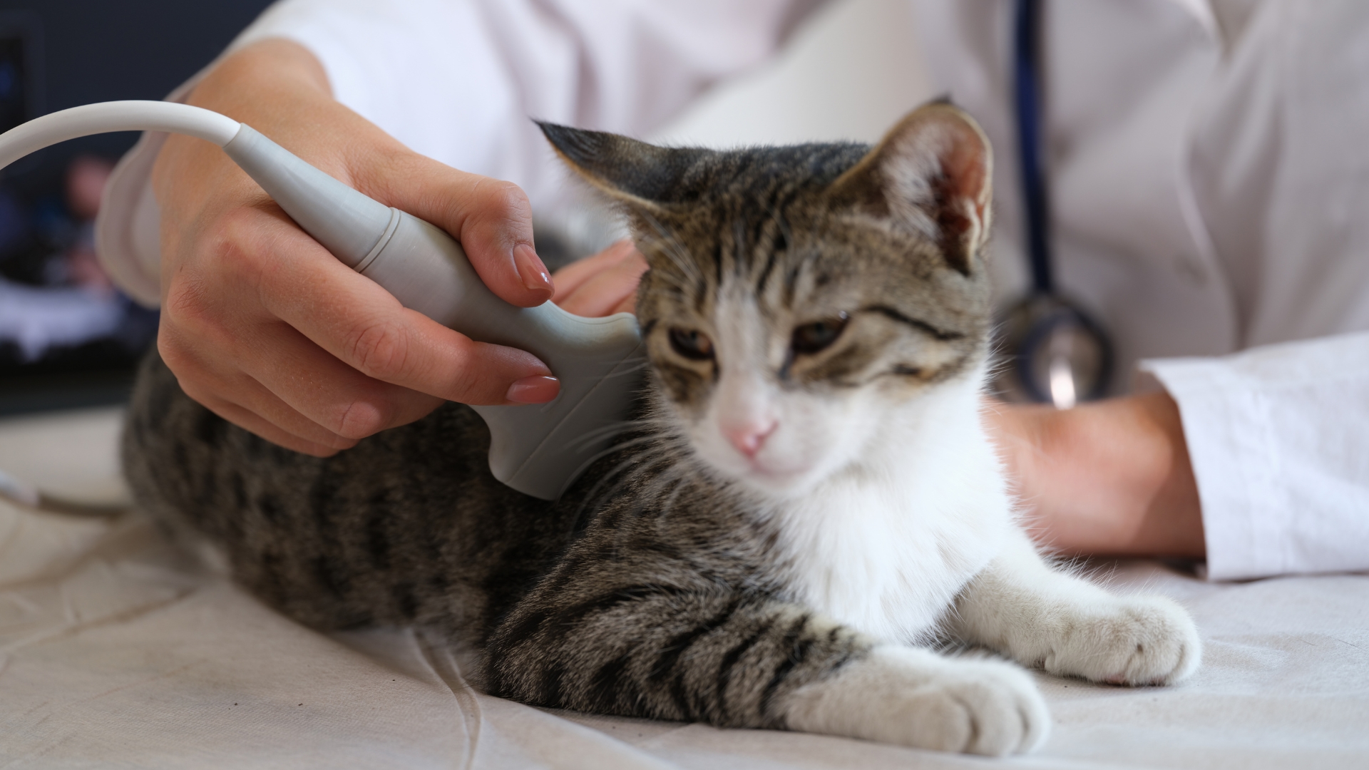 Cat Ultrasound-Guided Biopsies In Atlanta, GA | Cat Care