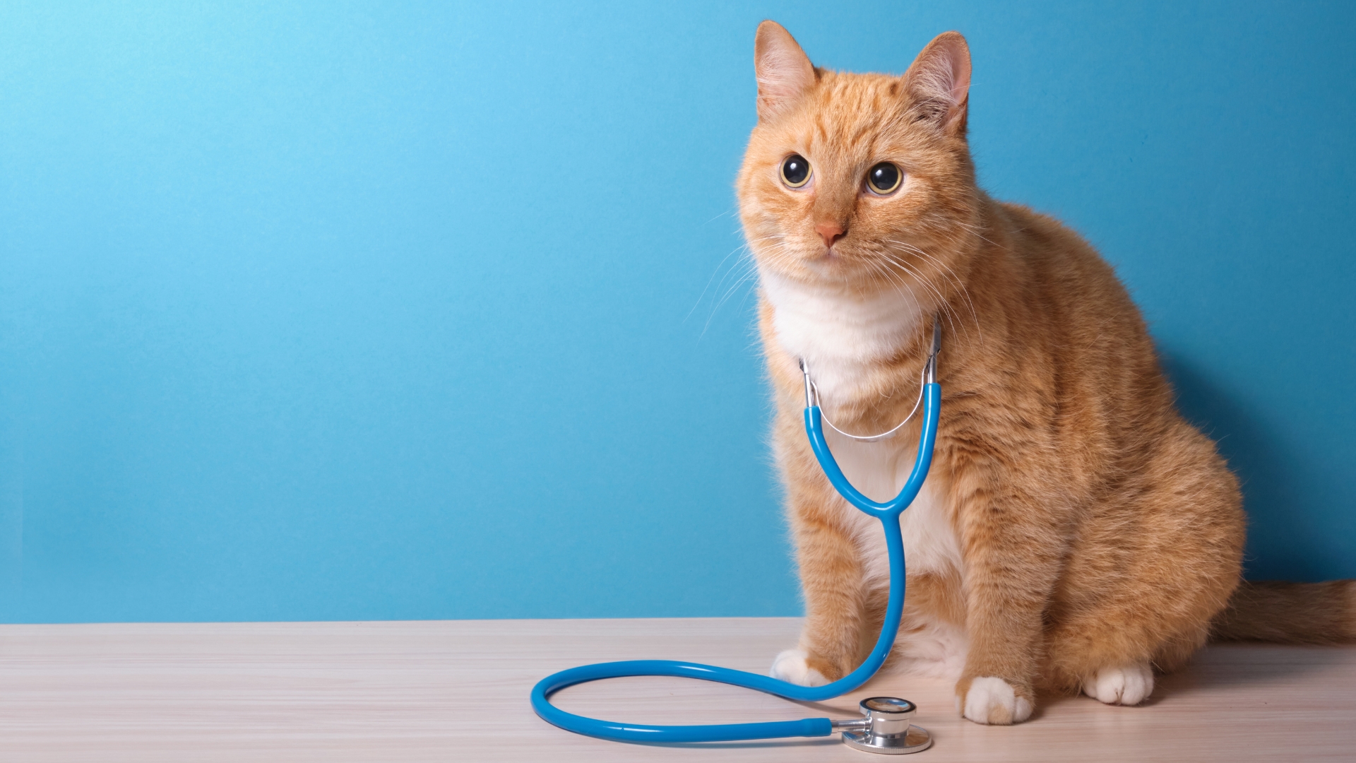 Cat Endoscopy In Atlanta, GA Cat Care Of Vinings