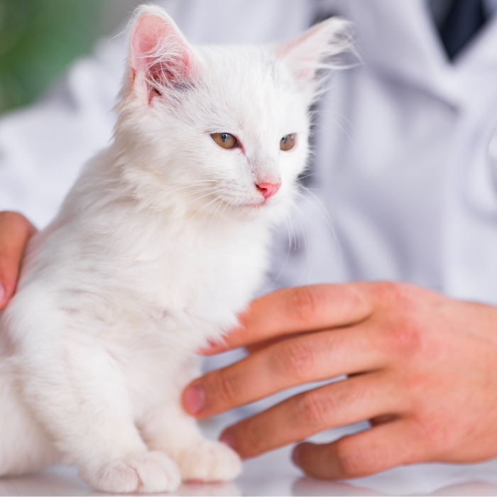 a vet holding a white kitten