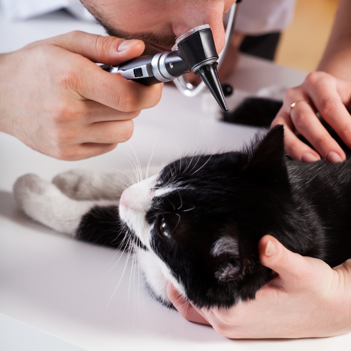 a vet using an otoscope to check the ear of a cat