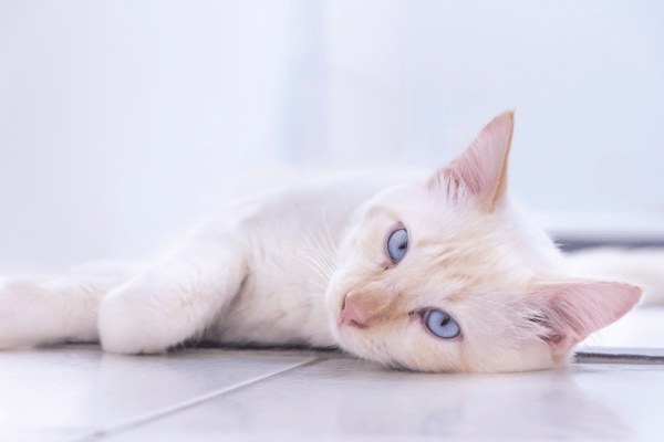 a white cat lying on the floor