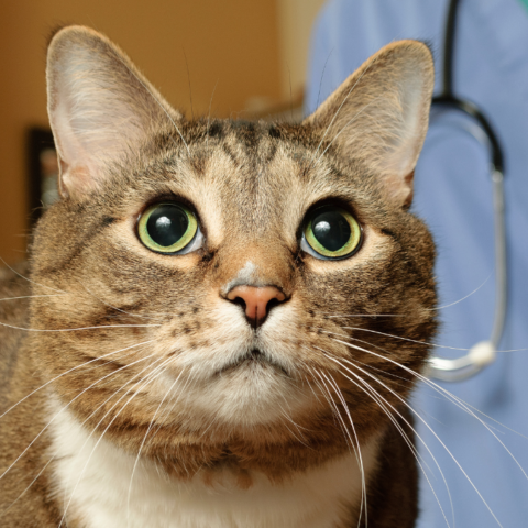 Cat Bladder Stone Removal In Atlanta, GA | Cat Care Vinings