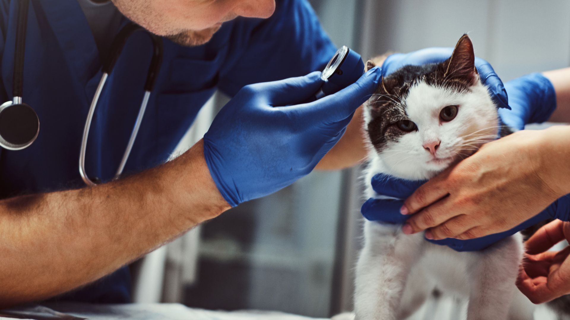 Cat Otoscopy In Atlanta, GA Cat Care Of Vinings