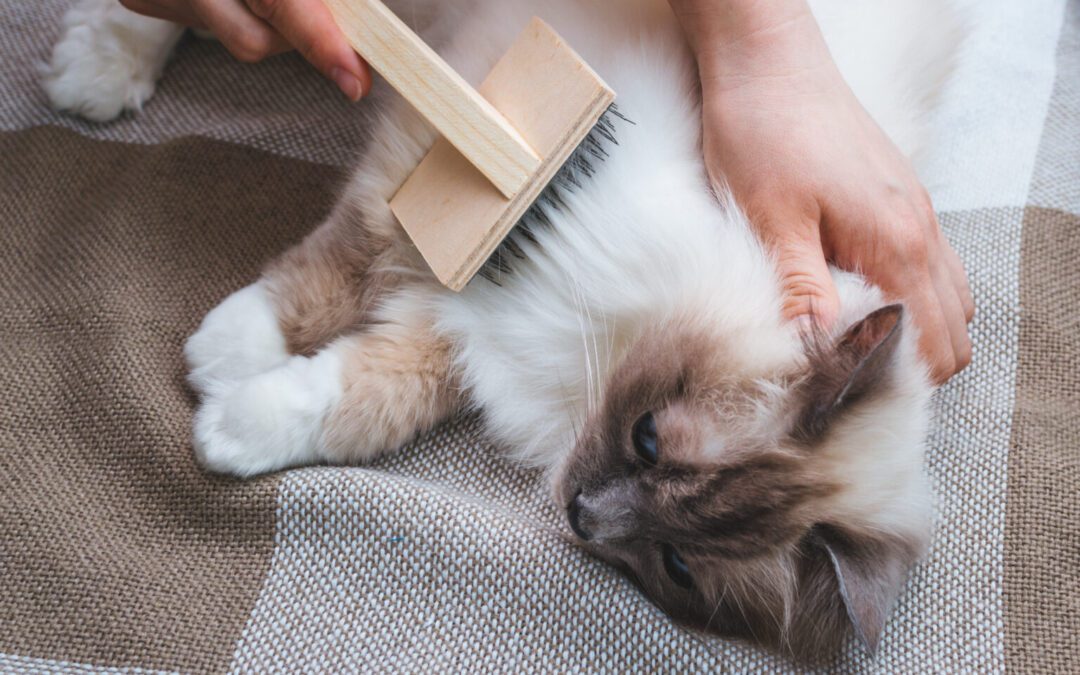 person brushing a cat's fur