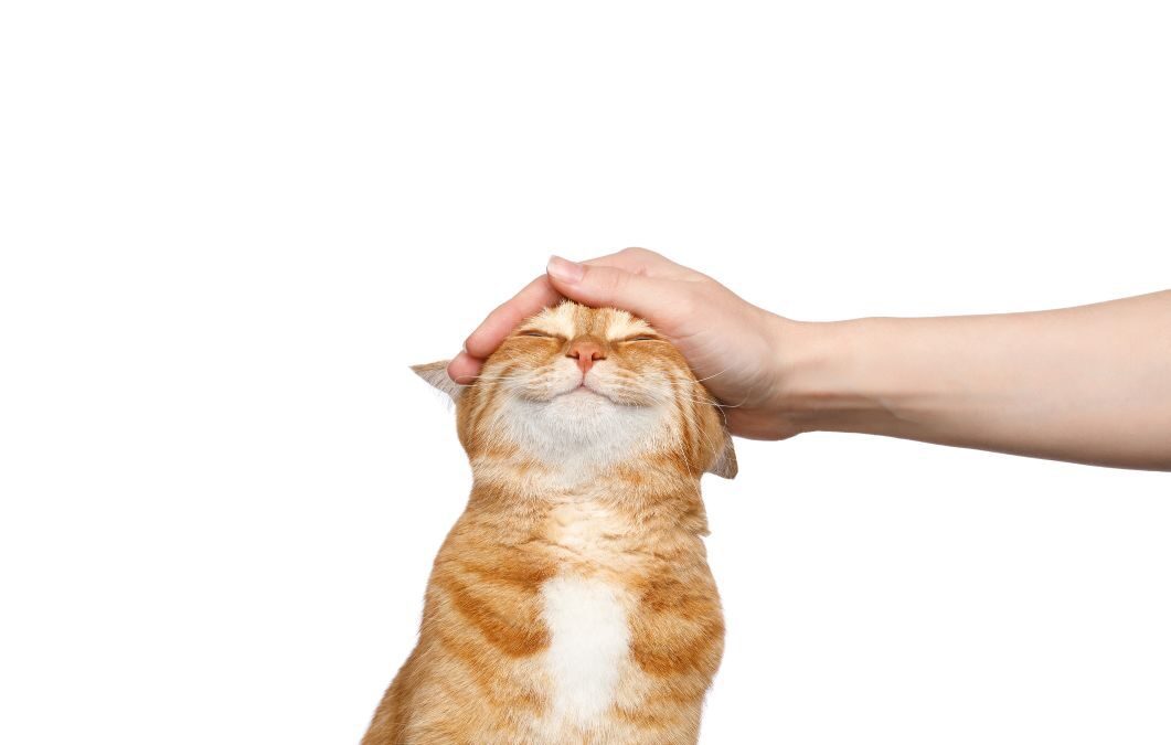 hand touching a cat's head