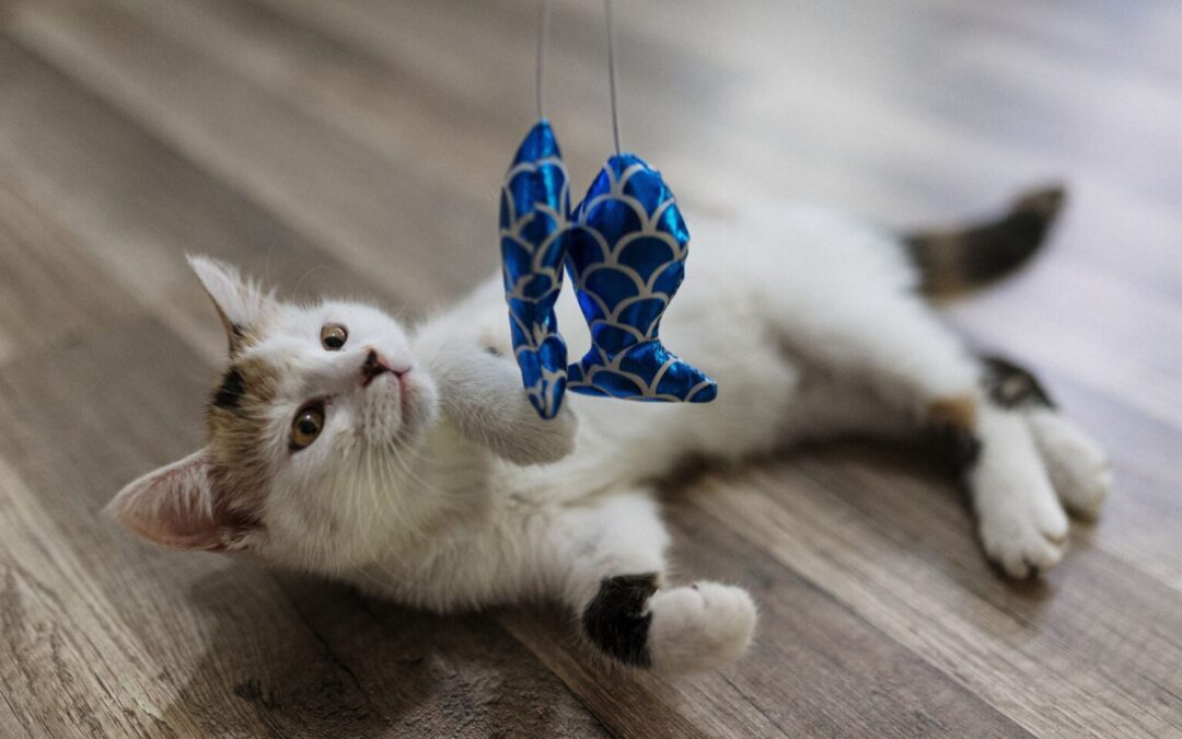 cat lying on the floor playing with a toy fish