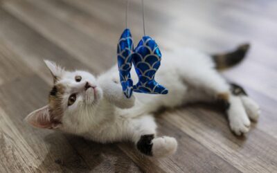 Cat Toys You Should Know About