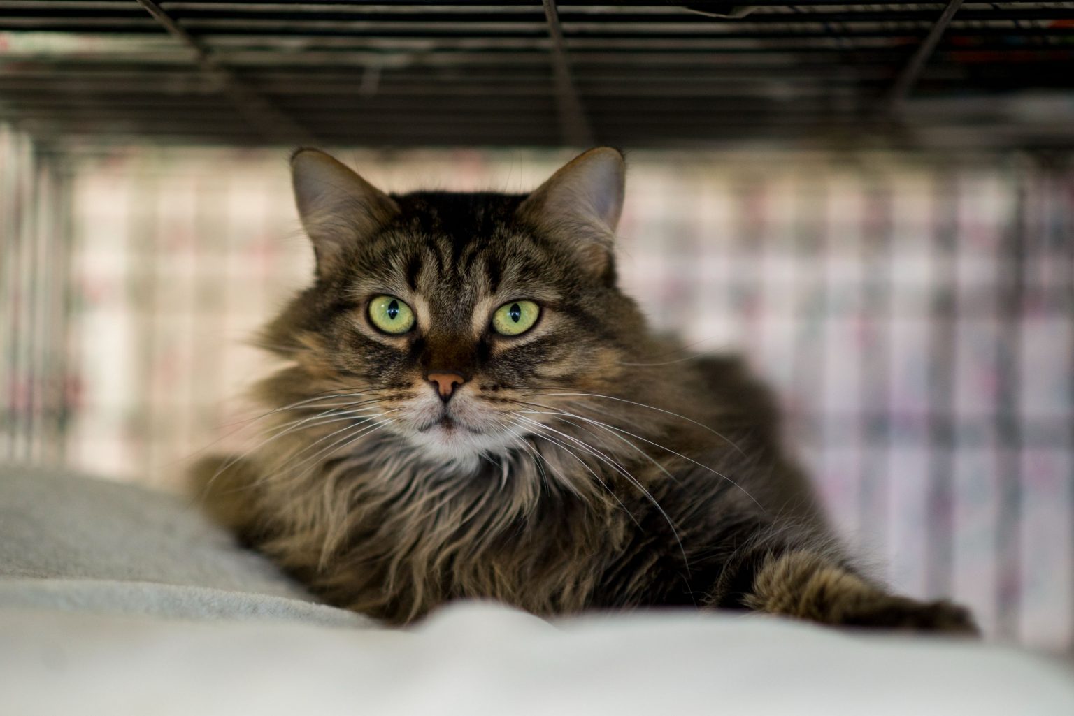 Why Is Adopting A Cat So Important? Cat Care Of Vinings