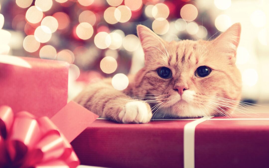 cat lying on a present
