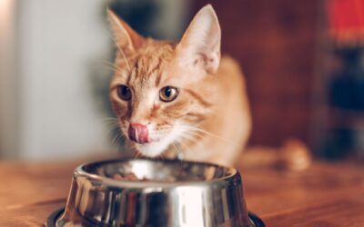 What Your Cat Should Be Eating