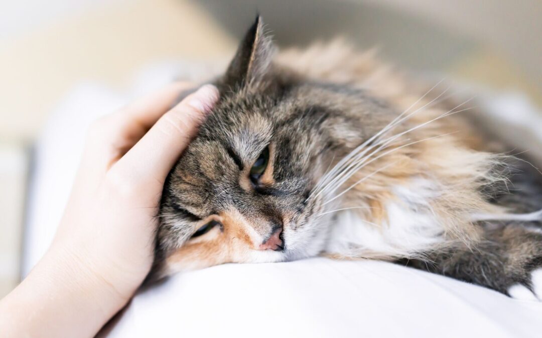 hand petting a sleepy cat