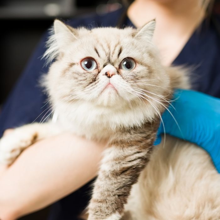 a person holding a magnifying glass over a cat