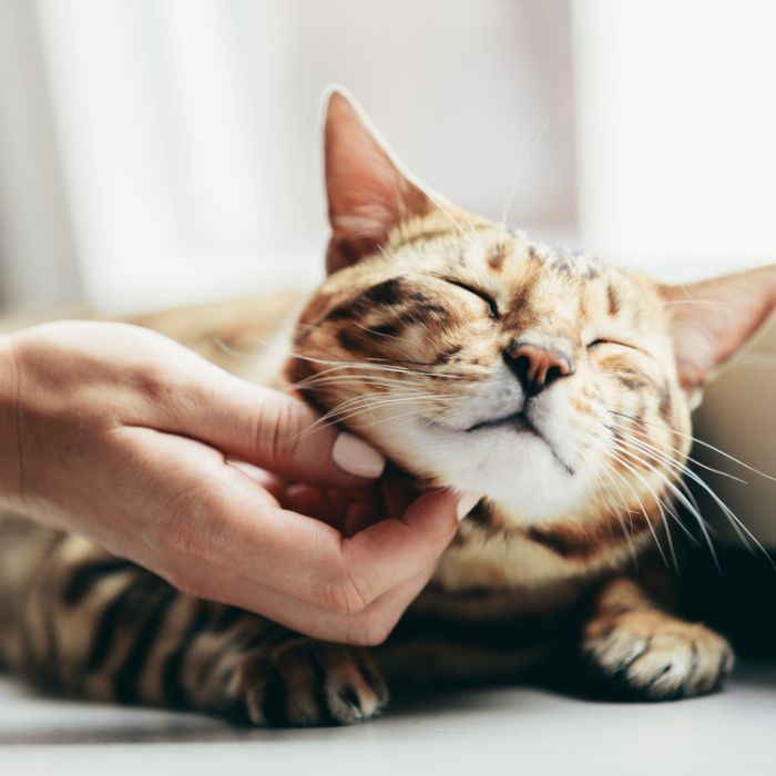 happy cat being pet by owner