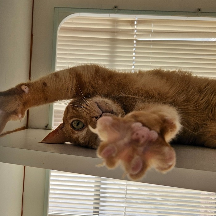 a cat standing on a table