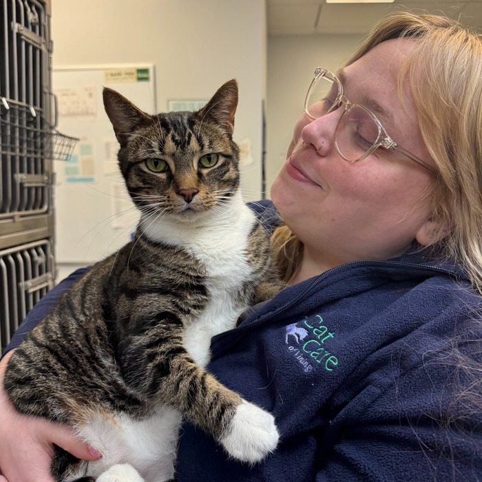 Vet examine with stethoscope to a cat