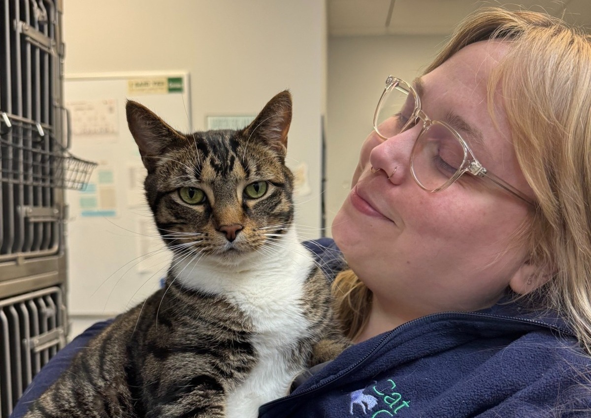 a cat looking up at a doctor