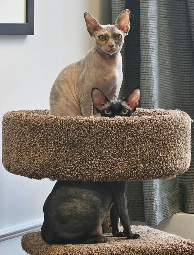 Pixel and Truffles